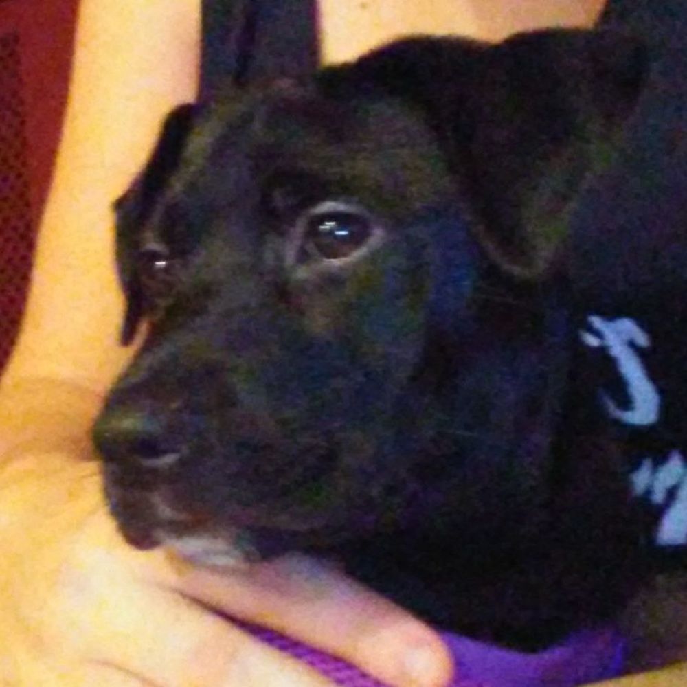 Meet your Posher, Tillie